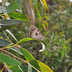 Geitoneura klugii at Monga, NSW - 13 Dec 2024 02:24 PM