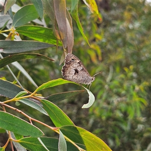 Geitoneura klugii at Monga, NSW - 13 Dec 2024 02:24 PM