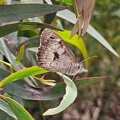 Geitoneura klugii at Monga, NSW - 13 Dec 2024 02:24 PM