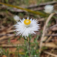 Helichrysum leucopsideum (Satin Everlasting) at Monga, NSW - 13 Dec 2024 by MatthewFrawley