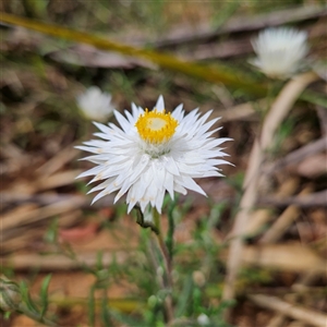 Helichrysum leucopsideum at Monga, NSW - 13 Dec 2024 02:29 PM