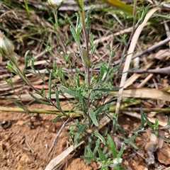 Helichrysum leucopsideum at Monga, NSW - 13 Dec 2024 02:29 PM