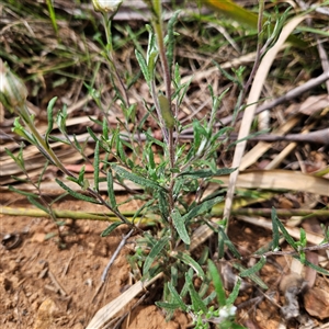 Helichrysum leucopsideum at Monga, NSW - 13 Dec 2024 02:29 PM