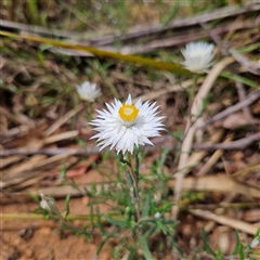 Helichrysum leucopsideum at Monga, NSW - 13 Dec 2024 02:29 PM