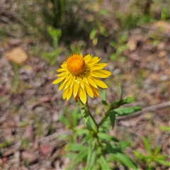 Xerochrysum bracteatum (Golden Everlasting) at Monga, NSW - 13 Dec 2024 by MatthewFrawley