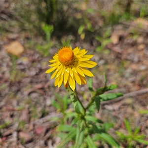 Xerochrysum bracteatum (Golden Everlasting) at Monga, NSW by MatthewFrawley