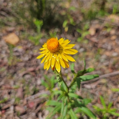 Xerochrysum bracteatum (Golden Everlasting) at Monga, NSW - 13 Dec 2024 by MatthewFrawley