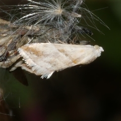 Heliocosma argyroleuca (A tortrix or leafroller moth) at Freshwater Creek, VIC - 2 Dec 2024 by WendyEM