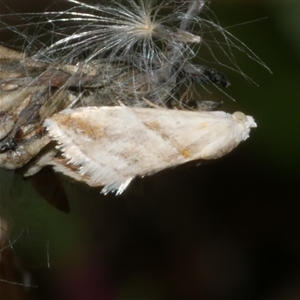 Heliocosma argyroleuca (A tortrix or leafroller moth) at Freshwater Creek, VIC by WendyEM