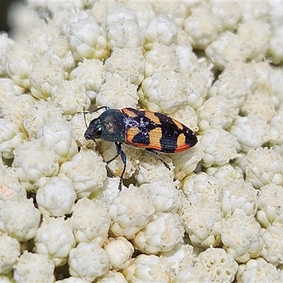 Castiarina sexplagiata (Jewel beetle) at Monga, NSW - 13 Dec 2024 by MatthewFrawley