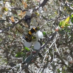 Unidentified Potter wasp (Vespidae, Eumeninae) at Borough, NSW - 12 Dec 2024 by Paul4K