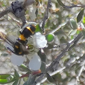 Pterygophorus cinctus at Borough, NSW - suppressed