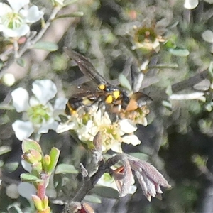 Pterygophorus cinctus at Borough, NSW - suppressed