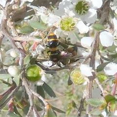 Pterygophorus cinctus at Borough, NSW - suppressed