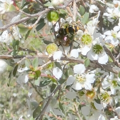 Pterygophorus cinctus at Borough, NSW - suppressed