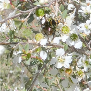 Pterygophorus cinctus at Borough, NSW - suppressed