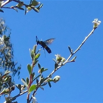 Unidentified Potter wasp (Vespidae, Eumeninae) at Borough, NSW - 12 Dec 2024 by Paul4K