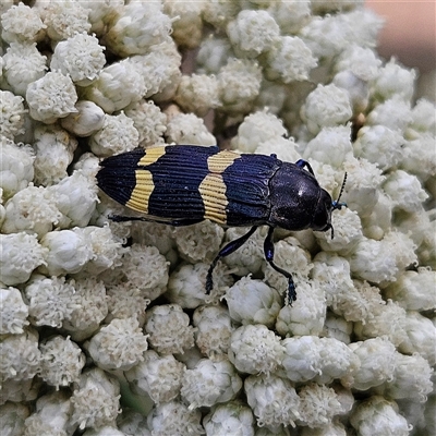 Castiarina bifasciata (Jewel beetle) at Monga, NSW - 13 Dec 2024 by MatthewFrawley