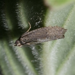 Unidentified Tortricid moth (Tortricidae) at Freshwater Creek, VIC - 2 Dec 2024 by WendyEM