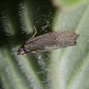 Holocola phaeoscia at Freshwater Creek, VIC - 2 Dec 2024