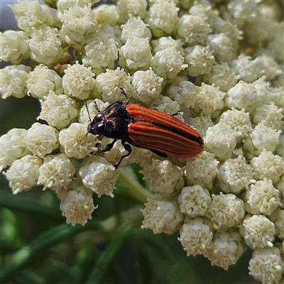 Castiarina erythroptera at Monga, NSW - 13 Dec 2024 by MatthewFrawley