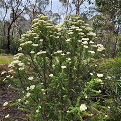 Ozothamnus diosmifolius (Rice Flower, White Dogwood, Sago Bush) at Monga, NSW - 13 Dec 2024 by MatthewFrawley