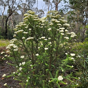 Ozothamnus diosmifolius (Rice Flower, White Dogwood, Sago Bush) at Monga, NSW by MatthewFrawley