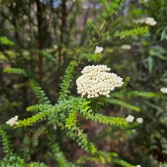 Ozothamnus diosmifolius at Monga, NSW - 13 Dec 2024 02:56 PM