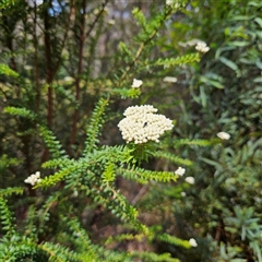 Ozothamnus diosmifolius at Monga, NSW - 13 Dec 2024 02:56 PM