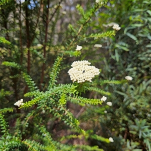 Ozothamnus diosmifolius at Monga, NSW - 13 Dec 2024 02:56 PM