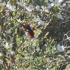 Unidentified Other wasp at Borough, NSW - 12 Dec 2024 by Paul4K