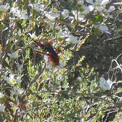 Unidentified Other wasp at Borough, NSW - 12 Dec 2024 by Paul4K