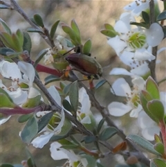 Unidentified Checkered Beetles (Cleridae) at Borough, NSW - 12 Dec 2024 by Paul4K