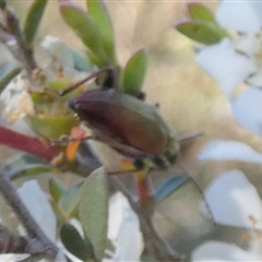 Alleculinae sp. (Subfamily) at Borough, NSW - 12 Dec 2024