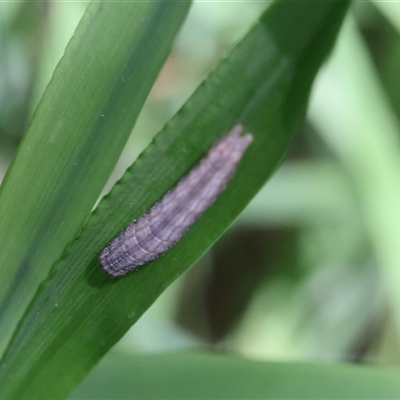 Lepidoptera unclassified IMMATURE (caterpillar or pupa or cocoon) at Lyons, ACT - 14 Dec 2024 by ran452