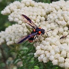 Pterygophorus cinctus at Monga, NSW - 13 Dec 2024 by MatthewFrawley