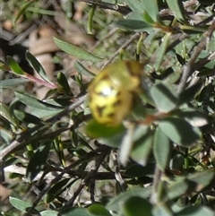 Paropsis obsoleta at Borough, NSW - 12 Dec 2024