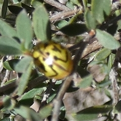 Paropsis obsoleta at Borough, NSW - 12 Dec 2024