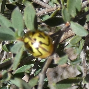 Paropsis obsoleta at Borough, NSW - 12 Dec 2024