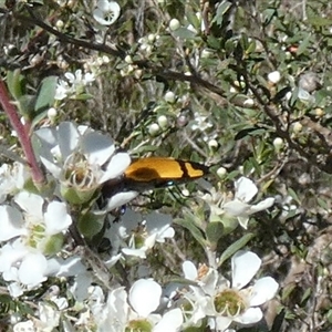 Castiarina andersoni at Borough, NSW - 12 Dec 2024