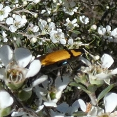 Castiarina andersoni at Borough, NSW - 12 Dec 2024