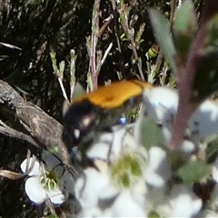 Castiarina andersoni at Borough, NSW - 12 Dec 2024