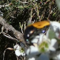 Castiarina andersoni at Borough, NSW - suppressed