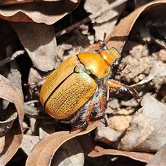 Unidentified Scarab beetle (Scarabaeidae) at Monga, NSW - 13 Dec 2024 by MatthewFrawley