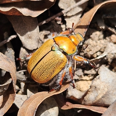 Anoplognathus suturalis (Centreline Christmas beetle) at Monga, NSW - 13 Dec 2024 by MatthewFrawley