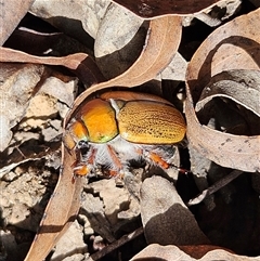 Anoplognathus suturalis at Monga, NSW - 13 Dec 2024