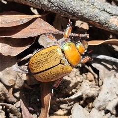 Anoplognathus suturalis at Monga, NSW - 13 Dec 2024