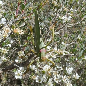 Torbia viridissima at Borough, NSW - 12 Dec 2024