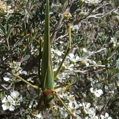 Torbia viridissima at Borough, NSW - 12 Dec 2024