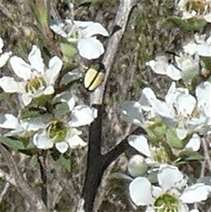 Castiarina sexguttata at Borough, NSW - suppressed